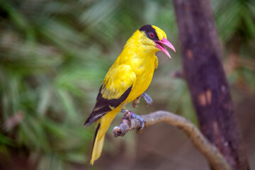 Black-headed Oriole (Oriolus larvatus) in Sub-Saharan Africa