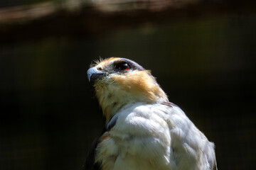 Pearl Kite (Gampsonyx swainsonii) in Central and South America