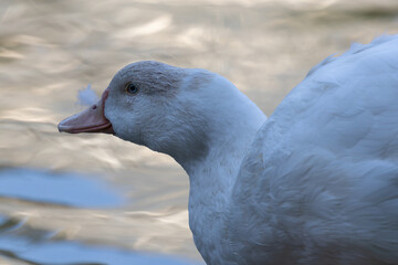 Pekin Duck (Anas platyrhynchos domesticus) in Farms and Domestic Settings Worldwide