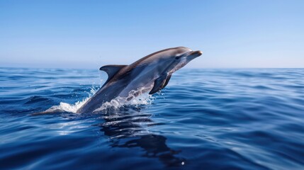 Fototapeta premium A dolphin is jumping out of the water. The water is blue and the sky is clear