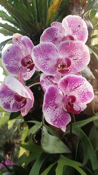 Close-up of white vanda orchid with purple pollen swaying during strong wind in a botanical garden. Slow motion. 4K HD