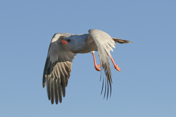 Pale Chanting Goshawk (Melierax canorus) in flight.