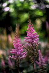Astilbe: Elegance and Delicacy in the Garden