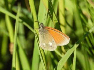 butterfly on grass