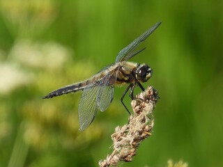 dragonfly on a leaf