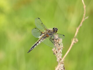 dragonfly on a leaf