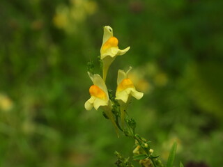 flower in the garden