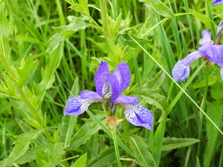 blue iris flower