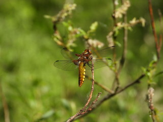 dragonfly on a branch