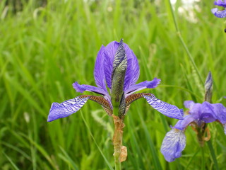 purple iris flower