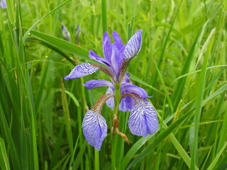 blue iris flower