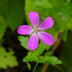 flower in the garden