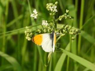 butterfly on a flower