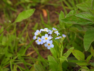 forget me not