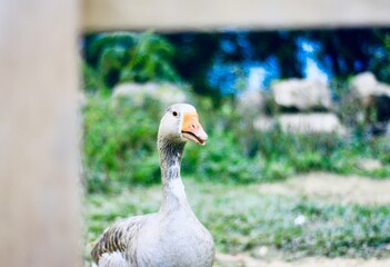 Ganso blanco