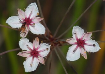 butterfly on pink flower
