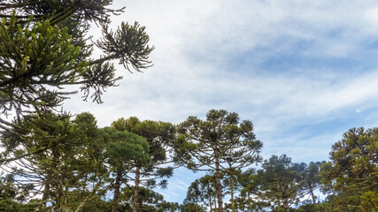 Urubici in Santa Catarina, Brazil. Aerial view. Araucaria trees.