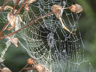 spider web with dew drops