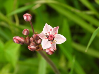 pink orchid flower