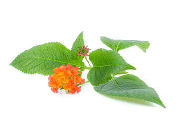 Latana camara flower close up on white background.