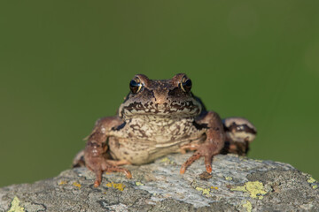 Close-up portrait of a Common frog or grass frog (Rana temporaria), also known as the European common frog, perching on a stone, against uniform green background, Alps, italy.