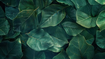 A close-up of detailed green leaves with intricate vein patterns and soft lighting, adding a natural and calming touch