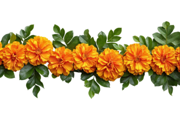 Orange and red marigold flowers isolated on transparent background. Chinese mid autumn festival or toran Indian traditional Diwali decoration. Symbol of mexican holiday Day of dead