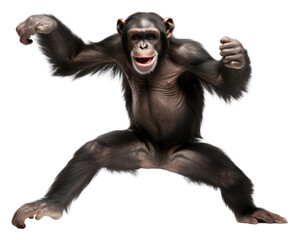 Fototapeta premium Wildlife mammal monkey animal.