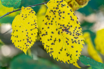 Spots on yellow leaf with disease coccomycosis on tree. Damaged leaf of stone-fruit close-up. Black...
