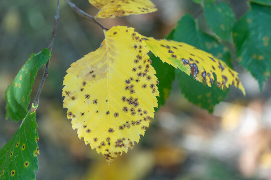 Spots on yellow leaf with disease coccomycosis on tree. Damaged leaf of stone-fruit close-up. Black holes on foliage epidermis plants. Caused by the ascomycete fungus blumeriella jaapii on leaves.