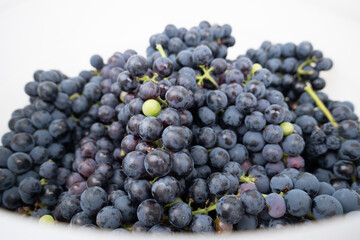 blue grape variety for wine.