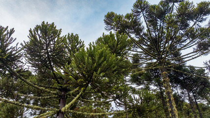 Urubici in Santa Catarina, Brazil. Aerial view. Araucaria trees.