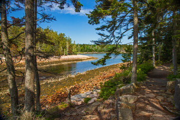 Ocean cove inlet, rock shore, pine tree forest