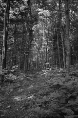 Boucle Mont Singer 29 Juillet 2024 - N&B