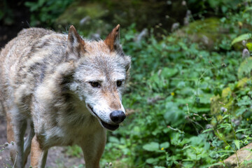 A wolf is walking through a forest with green plants and moss