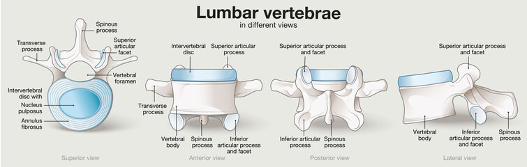 Healthy lumbar vertebrae. Different views. Labeled illustration