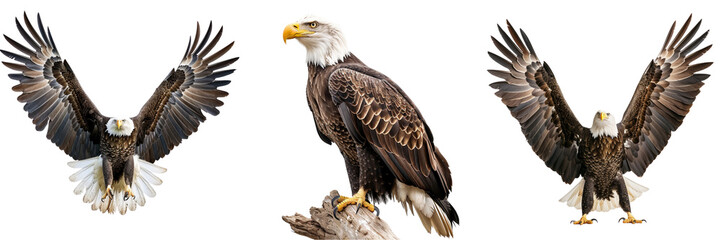 Obraz premium Set of A majestic bald eagle isolated on transparent background (3)