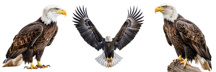 Set of A majestic bald eagle isolated on transparent background