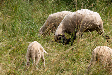 Obraz premium A herd of sheep grazing in a field
