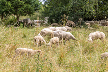 A herd of sheep grazing in a field
