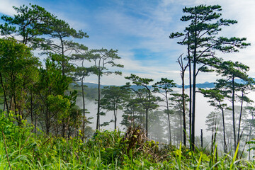 Obraz premium Coniferous trees in the morning mist. The birth of clouds. Asian coniferous trees in the fog. The fog rises and forms cirrus clouds in the sky. The highlands near Dalat in Vietnam.