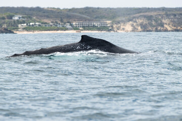 Humpback whale dorsal fin, coastal whale watching, ecotourism in Ecuador