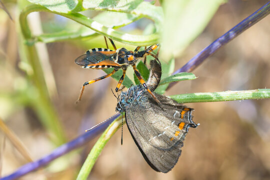 Selective focus on Rhynocoris Punctiventris assassin bug catching a butterfly