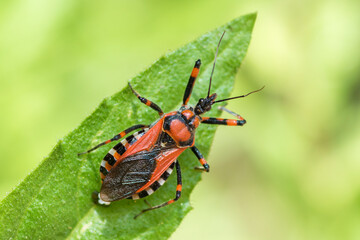 Selective focus on an assassin bug on a leaf, Rhynocoris Punctiventris