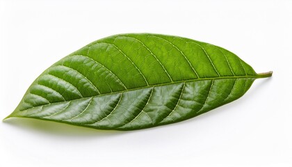 Obraz premium Green leaf on white background