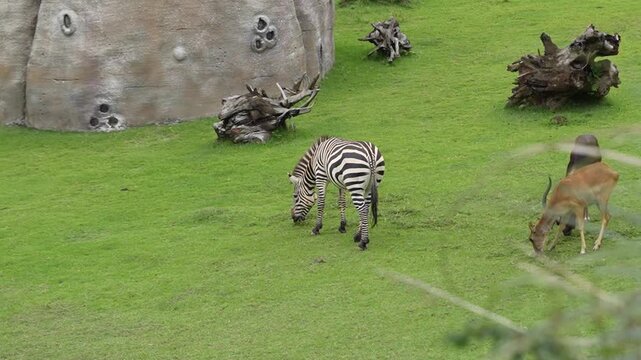 Zebra se alimentando