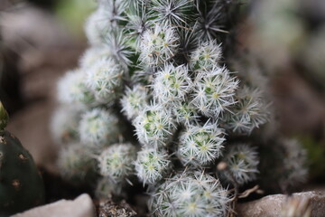 kaktus Escobaria sneedi jasny róż kwiat