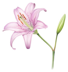 Obraz premium PNG Blossom flower plant lily.