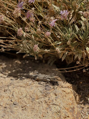 a lizard basks on a rock