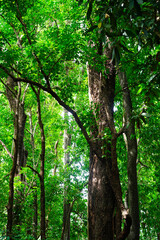 Branch of green tree in forest background, leaf plant, beautiful pattern, ornamental plant, trees wallpaper, foliage green decoration, texture natural.Close up. Vertical.